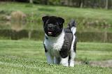 AKITA AMERICAIN 422